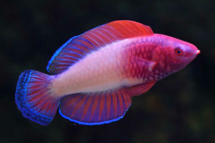 Otkrivena nova vrsta ribe na Maldivima sa kolopletom boja