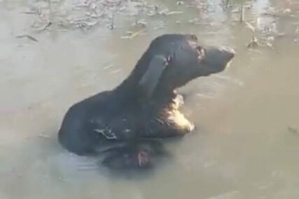 Psić pretučen i bačen u jezero. Spašen nakon četiri dana (VIDEO)