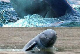 Tragično: U regiji Amazona 100 delfina uginulo