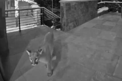 Puma napala bračni par koji se opuštao u jacuzziju, muža zgrabila za glavu