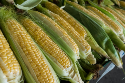 Na bh. granici zabranjen uvoz sjemena kukuruza iz Italije
