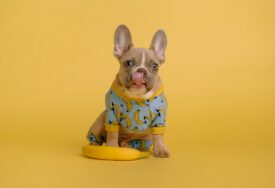Danas je Dan pasa u žutom: Posvećen je ljubimcima koji se bore sa strahovima