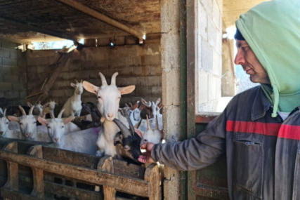 Život pastira i njegove porodice: Krave zamijenili kozama - više posla, ali i koristi