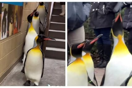Pingvini "imitiraju" scenu iz crtića "Madagaskar" (VIDEO)