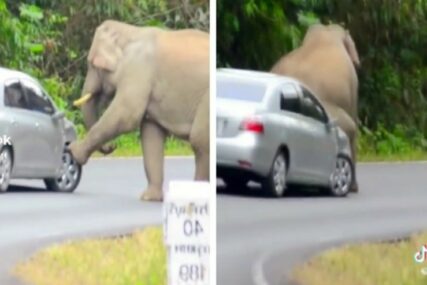 Slon presreo automobil i sjeo na njega