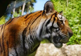 NESVAKIDAŠNJI SLUČAJ: Policija traga za tigrom koji je ukraden iz kuće