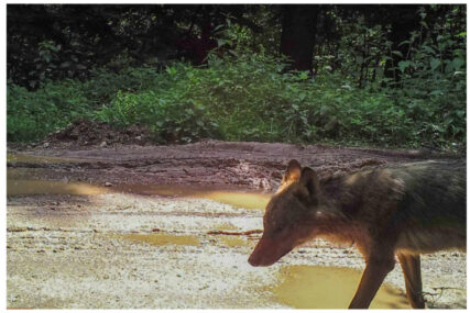 U Bosni i Hercegovini živi jedna vrsta vuka, znate li gdje ih ima najviše?