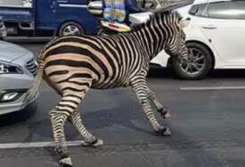 Zebra pobjegla iz zoovrta i satima šetala gradom