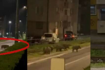 Divlje svinje prošetale sarajevskim naseljem Vogošća (VIDEO)