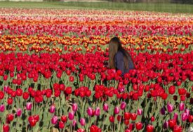 PROLJEĆE NA "ČIZMI" IMA POSEBNE BOJE: Polja tulipana u Italiji oduzimaju dah (FOTO)