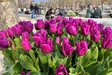 Stotine hiljada tulipana izloženo na 75 različitih lokacija u Amsterdamu (FOTO)