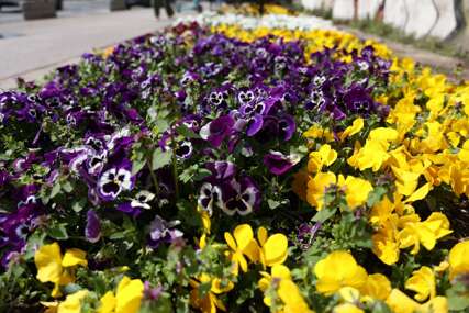 Ko sedam decenija uređuje i sadi cvijeće u Sarajevu, a ko to sve finansira
