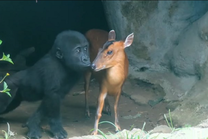 Pogledajte presladak video mladunčeta gorile i njegovog novog prijatelja