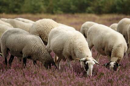 Pastire tjerao da ovce čuvaju u minskom polju