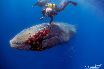 Ronilački tim spasio kita koji nije mogao da otvori usta zbog mreže (VIDEO)