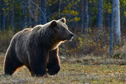 Na granici Hrvatske i Slovenije ni manje, ni više nego viđen medvjed