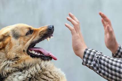 Stručnjaci otkrili najčešće strahove i fobije kod pasa