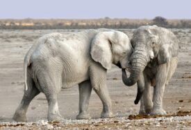 Slon usmrtio američkog turistu u Zambiji