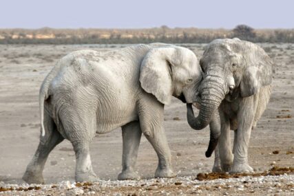 Slon usmrtio američkog turistu u Zambiji