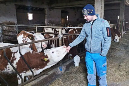 Bh. paradoks: Općina s najviše goveda u BiH nema svoju mljekaru