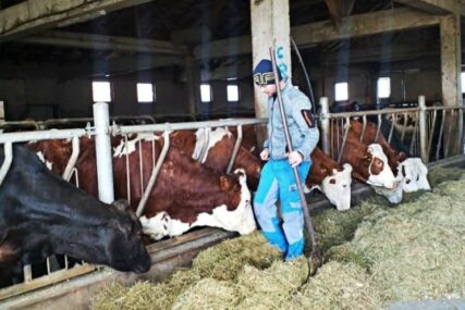 Općina s najviše goveda u BiH nema svoju mljekaru