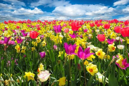EU izvezla lukovica cvijeća u vrijednosti od 100,6 miliona eura - ko je glavni na tržištu?