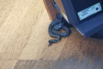 Bježanija u prostorijama UIO zbog zmije, uposlenici premještani u iznajmljene prostorije