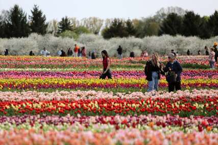 BOGATSTVO PRIRODNIH BOJA Polje tulipana u Kanadi je raj na Zemlji i predstavlja istinsku oazu mira (FOTO)