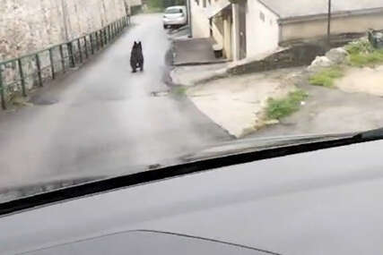 Medvjed trči ulicama Vratnika, građani uznemireni
