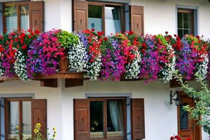 Kad je dobro vrijeme za sađenje balkonskog cvijeća i kako ga održavati?