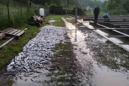 Tone ribe uginulo zbog nevremena na području Šipova