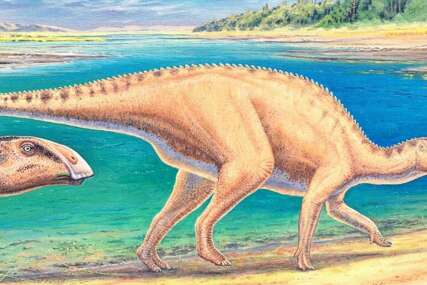 Otkriveni ostaci kljunastih dinosaurusa