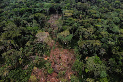 Svijet u 2022. izgubio područje tropskih prašuma veličine Švicarske