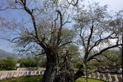 Stablo masline staro 2.248 godina u Baru svjedok je vremena i simbol mira i dugovječnosti (FOTO)