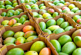 Mango se već dugo koristi kao hrana i lijek