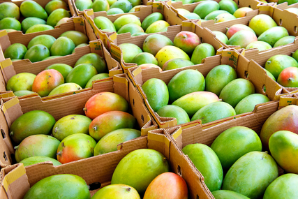 Mango se već dugo koristi kao hrana i lijek
