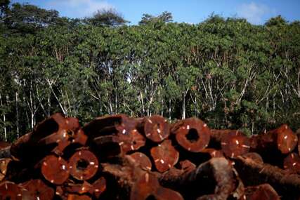 Dobre vijesti iz Južne Amerike: Krčenje šuma u Amazoniji ove godine smanjeno za 31 posto