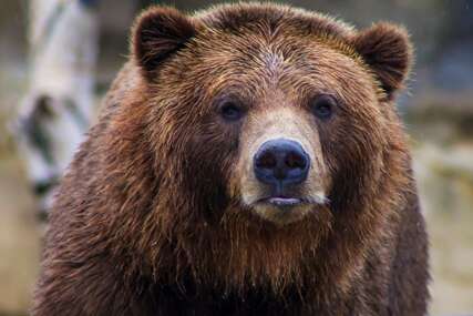 Medvjed primjećen u blizini vlašićkih vikendica (FOTO)
