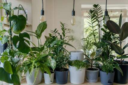 Pet vrsta biljaka idealnih za sobe, prilagodljive u svim uslovima i jednostavne za održavati