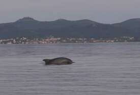 Delfini izveli malu predstavu nekoliko metara od zadarskih obala