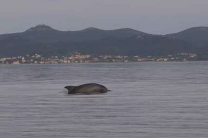 Delfini izveli malu predstavu nekoliko metara od zadarskih obala