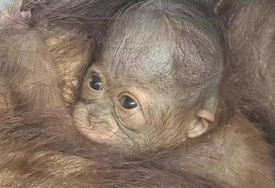 Preslatko! Beba orangutana rođena u Schönbrunnu