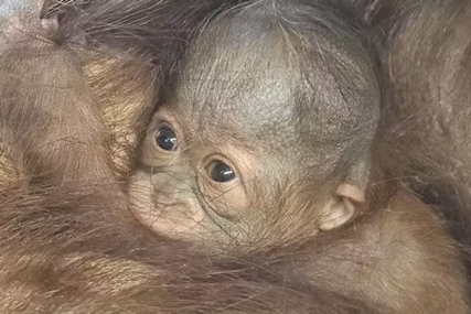 Preslatko! Beba orangutana rođena u Schönbrunnu