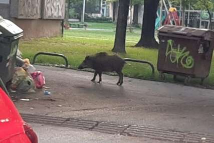 Po Zagrebu od jutros: Kuda idu divlje svinje