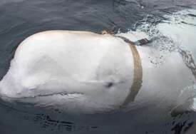 Hvaldimir, kit koji je optužen da je ruski špijun, viđen u švedskim vodama (VIDEO)