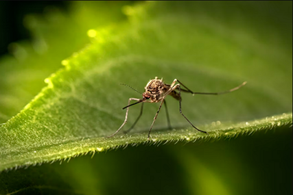Landeka: Svakog četvrtka ispuštamo 100 hiljada komaraca