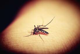 Oglasili se iz Brčkog: Kasni se sa uništavanje larvi komaraca