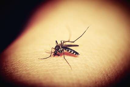 Oglasili se iz Brčkog: Kasni se sa uništavanje larvi komaraca