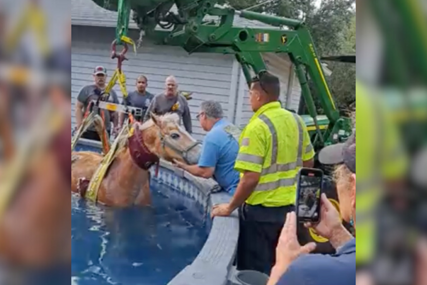 Konj potražio spas od vrućina u bazenu, morali su ga spašavati vatrogasci