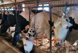 Na pomolu drastičan pad proizvodnje tuzlanskog mlijeka jer farmeri grcaju u dugovima